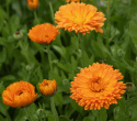 Tarhakehäkukka 'Ball's Orange'