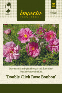 Punakosmoskukka 'Double Click Rose Bonbon'