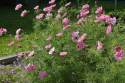 Punakosmoskukka 'Double Click Rose Bonbon'
