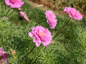 Punakosmoskukka 'Double Click Rose Bonbon'