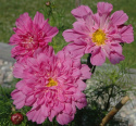 Punakosmoskukka 'Double Click Rose Bonbon'