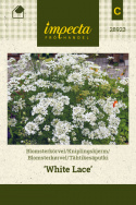 Tähtikesäputki 'White Lace'