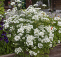Tähtikesäputki 'White Lace'