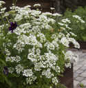 Tähtikesäputki 'White Lace'