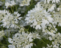 Tähtikesäputki 'White Lace'