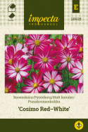 Punakosmoskukka 'Cosimo Red-White'