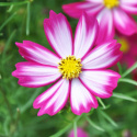 Punakosmoskukka 'Cosimo Red-White'
