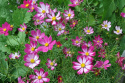 Punakosmoskukka 'Cosimo Red-White'