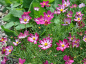 Punakosmoskukka 'Cosimo Red-White'