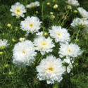 Punakosmoskukka 'Double Click Snow Puff'