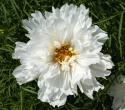Punakosmoskukka 'Double Click Snow Puff'