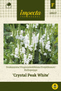 Kellopeippi 'Crystal Peak White'