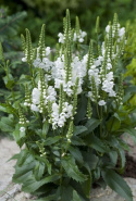 Kellopeippi 'Crystal Peak White'
