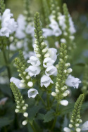 Kellopeippi 'Crystal Peak White'