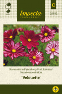 Punakosmoskukka 'Velouette'