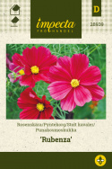 Punakosmoskukka 'Rubenza'