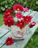 Punakosmoskukka 'Rubenza'