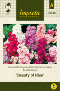 Kesäleukoija 'Beauty Of Nice'