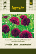 Punakosmoskukka 'Double Click Cranberries'