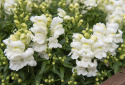 Leijonankita F1 'Snappy White'
