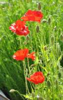Silkkiunikko 'American Legion'