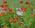 Silkkiunikko 'American Legion'