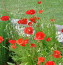 Silkkiunikko 'American Legion'