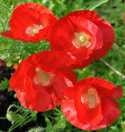 Silkkiunikko 'American Legion'