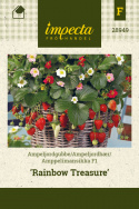 Amppelimansikka F1 'Rainbow Treasure'