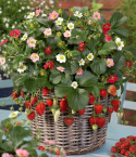 Amppelimansikka F1 'Rainbow Treasure'