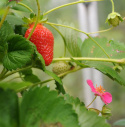 Amppelimansikka F1 'Rainbow Treasure'