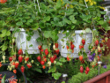 Amppelimansikka F1 'Rainbow Treasure'