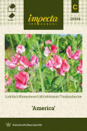 Tuoksuherne 'America'