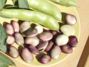 Härkäpapu 'Extra precoce a grano violetto'