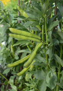 Härkäpapu 'Superaguadulce'