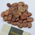 Härkäpapu 'Superaguadulce'