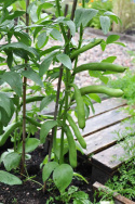 Härkäpapu 'Witkiem'