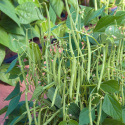 Taitepapu 'Mascotte'