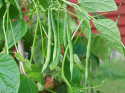 Taitepapu 'Mascotte'