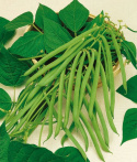 Taitepapu 'Maxi'