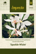 Sirokesäkynttilä 'Sparkle White'