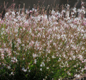 Sirokesäkynttilä 'Sparkle White'