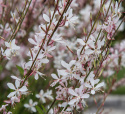 Sirokesäkynttilä 'Sparkle White'