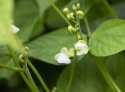 Leikkopapu 'Nassau'