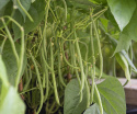 Taitepapu 'Fleuret'
