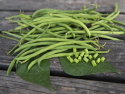 Taitepapu 'Fleuret'