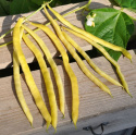 Salkovahapapu 'Neckargold'