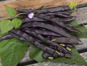Salkopapu 'A Cosse Violette'