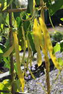 Salkovahapapu 'Goldmarie'
