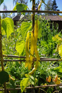 Salkovahapapu 'Goldmarie'